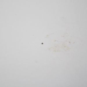 Colt Python Rear Sight Detent Ball